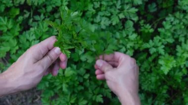 İnsan elleri bahçedeki yeşil otları topluyor. Yeşillik sebze yeme kavramı. Mevsimlik kır kır evi hayatı. Tarım ürünleri