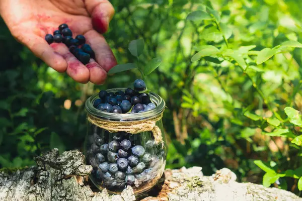 stock image Close-up of male hands picking Blueberries in the forest with green leaves. Man Harvested berries, process of collecting, harvesting berries into glass jar in the forest. Bush of ripe wild blackberry bilberry in summer.