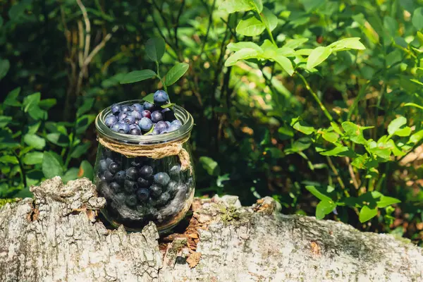 stock image Close-up of Blueberries in the forest with green leaves. Country life gardening eco friendly living Harvested berries, process of collecting, harvesting berries into glass jar in the forest. Bush of ripe wild blackberry bilberry in summer.