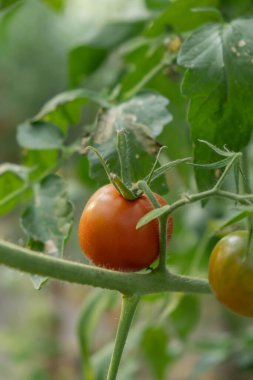 Serada yetişen kırmızı kiraz domatesleri. Ev yapımı organik sebzeler. Mevsimsel olarak yerel olarak yetişen kırsal gıda üretimi. Çiftçilik 