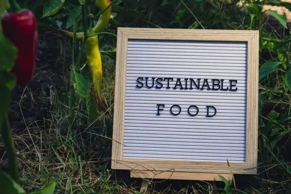 stock image SUSTAINABLE FOOD message on background of fresh eco-friendly bio grown bell pepper in garden. Countryside food production concept. Locally produce harvesting. Sustainability and responsibility 