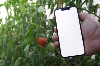 Akıllı tarım kavramı. Seradaki domates hasadının arka planında çiftçi eliyle akıllı telefon var. Boş beyaz ekran telefon reklamı teknolojisini uydur 