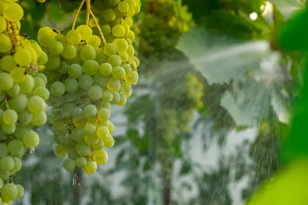 stock image Close up of spraying insecticides and pesticides grape in vineyard open air during sunset. Harvest protection. Organic home gardening and cultivation of greenery concept. Locally grown fresh fruits