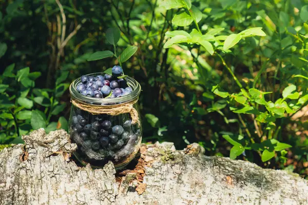 stock image Close-up of Blueberries in the forest with green leaves. Country life gardening eco friendly living Harvested berries, process of collecting, harvesting berries into glass jar in the forest. Bush of