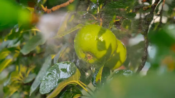 stock image Spraying Chemicals Pesticides on green apple in outdoor garden. Concept of healthy eating homegrown greenery fruits. Seasonal countryside cottage core life. Farm produce