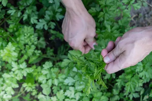 stock image Man hands harvesting green herbs in outdoor garden. Concept of healthy eating homegrown greenery vegetables. Seasonal countryside cottage core life. Farm produce