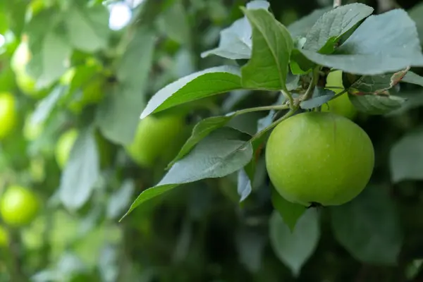 stock image Ripe green apples growing in tree countryside garden. Fresh bunch of natural eco friendly fruits in organic garden. Sustainable farming 