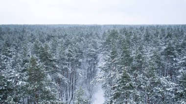 Karlı ormanda kayak pisti. Açık hava aktiviteleri ve ekolojik turizm. Doğal kış mevsimi geçmişi. İHA 'nın karını kaplayan çam ağacının havadan görünüşü