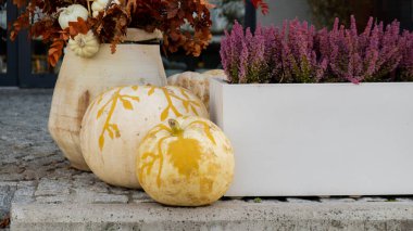 Sonbaharda bir grup turuncu balkabağı dışarıda. Şükran Günü ya da Cadılar Bayramı sonbahar dekorasyonu. Evin girişi şenlikli mevsimlik dekorasyonda. Sonbahar atmosferi estetik