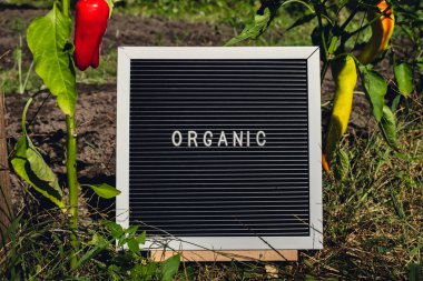 Bahçede taze çevre dostu biber yetiştirilmiş biberin arka planında ORGANIC mesajı var. Kırsal gıda üretim konsepti. Yerel olarak hasat üretiliyor. Sürdürülebilirlik ve sorumluluk 