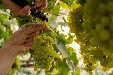 Şarap imalatçısının ellerini kapat ve gün batımında üzüm bağında açık hava topla. Organik ev işleri ve yeşillik yetiştirme. Yerel yetiştirilmiş taze meyveler.