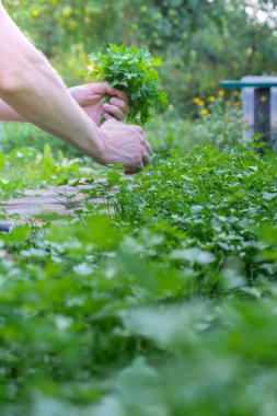 İnsan elleri bahçedeki yeşil otları topluyor. Yeşillik sebze yeme kavramı. Mevsimlik kır kır evi hayatı. Tarım ürünleri