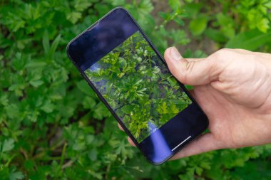 Çiftçi bahçedeki toprağın özelliklerini izlemek için akıllı telefon kullanıyor. Akıllı bahçıvanlık konsepti. Tarım ve hasat için mobil uygulama