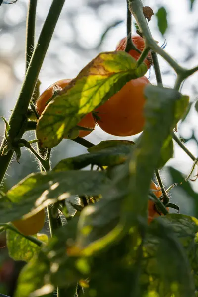 stock image Cherry tomato harvest in greenhouse. Vegetable farmland ripe fresh tasty vegeculture food ingredients. Agriculture healthy cultivation concept 