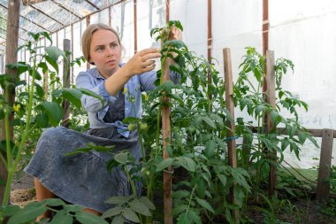 Çiftçi kadın, yeşil domatesleri ev bahçesindeki serada inceliyor. Yerel olarak yetişen organik sebze konsepti. Tarımda sürdürülebilir küçük işletmeler 