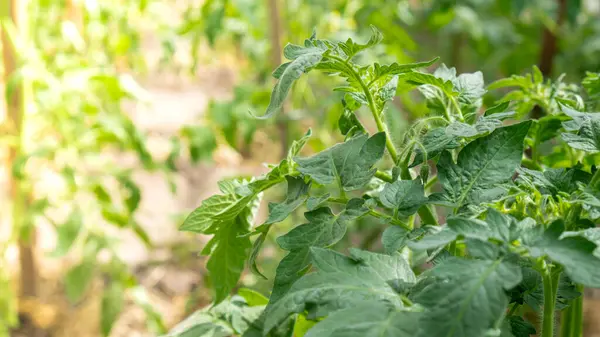 stock image Green tomatoes in home garden greenhouse. Concept of locally grown organic vegetables food produce. Countryside harvesting 