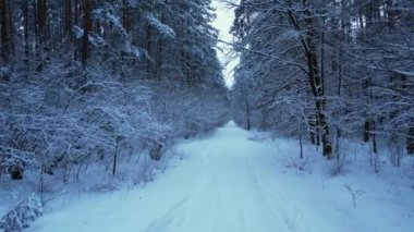 Hava manzaralı güzel karlı kış ormanı. Kış mevsiminde yol. Soğuk sabah seyahati konsepti. İnanılmaz kış sahnesi. Noel teması. Karla kaplı ladin.