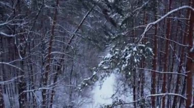 Karlı ormanda kayak pisti. Açık hava aktiviteleri ve ekolojik turizm. Doğal kış mevsimi geçmişi. İHA 'nın karını kaplayan çam ağacının havadan görünüşü