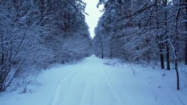 Çam ve köknar ağaçları karla kaplı. İnsansız hava aracından hava manzarası. Noel yaklaşıyor. Soğuk kış mevsimi doğa geçmişi. Karlı kırsal yolun yukarıdan görüntüsü 