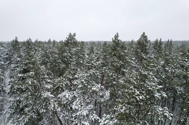 Pine and fir trees forest covered in snow. Aerial landscape from drone view. Christmas is coming. Cold frosty winter season nature background. View from above of snowy country road  clipart