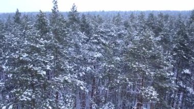 Çam ve köknar ağaçları karla kaplı. İnsansız hava aracından hava manzarası. Noel yaklaşıyor. Soğuk kış mevsimi doğa geçmişi. Karlı kırsal yolun yukarıdan görüntüsü 