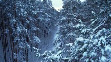 Çam ve köknar ağaçları karla kaplı. İnsansız hava aracından hava manzarası. Noel yaklaşıyor. Soğuk kış mevsimi doğa geçmişi. Karlı kırsal yolun yukarıdan görüntüsü 