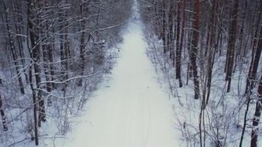 Kış ormanlarında Noel Baba şapkası takan bir adam. Hava manzaralı güzel karlı ağaçlar. Kış mevsiminde yol. Soğuk sabah seyahati konsepti. İnanılmaz kış sahnesi. Noel teması. Ladin kaplı