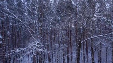 Çam ve köknar ağaçları karla kaplı. İnsansız hava aracından hava manzarası. Noel yaklaşıyor. Soğuk kış mevsimi doğa geçmişi. Karlı kırsal yolun yukarıdan görüntüsü 