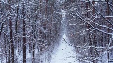 Çam ve köknar ağaçları karla kaplı. İnsansız hava aracından hava manzarası. Noel yaklaşıyor. Soğuk kış mevsimi doğa geçmişi. Karlı kırsal yolun yukarıdan görüntüsü 