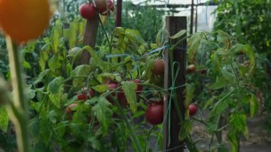 Serada yetişen kırmızı kiraz domatesleri. Ev yapımı organik sebzeler. Mevsimsel olarak yerel olarak yetişen kırsal gıda üretimi. Çiftçilik 