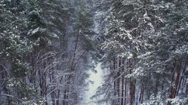 Çam ve köknar ağaçları karla kaplı. İnsansız hava aracından hava manzarası. Noel yaklaşıyor. Soğuk kış mevsimi doğa geçmişi. Karlı kırsal yolun yukarıdan görüntüsü 