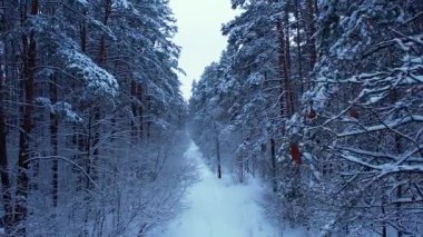 Hava manzaralı güzel karlı kış ormanı. Kış mevsiminde yol. Soğuk sabah seyahati konsepti. İnanılmaz kış sahnesi. Noel teması. Karla kaplı ladin.