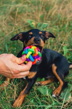 Ağzında top köpek oyuncağıyla dışarıda koşan mutlu köpek. Aktif evcil hayvan yazın dışarıda eğleniyor. Yeşil çayır yoldaşlığındaki yavru köpek. Hayvan sevgisi