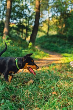 Deutscher Jagdterrier köpeği dışarıda topla oynuyor. Teriyer yaz boyunca çimlerin üzerinde renkli oyuncaklarla oynuyor. Evcil hayvan bakımı