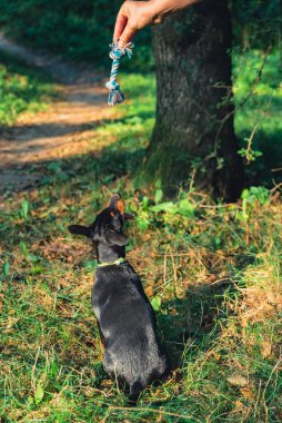 Avcı teriyeri, sahibine yazın açık havada oyun oynuyor. Oyuncu köpek yavrusu Jagdterrier parkta çiftleşme eğitimi alıyor. Sahibi tarafından oyuncaklarla oyuncaklarla eğitilmiş bir Cynolojist.. 