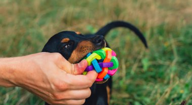 Deutscher Jagdterrier köpeği dışarıda topla oynuyor. Teriyer yaz boyunca çimlerin üzerinde renkli oyuncaklarla oynuyor. Evcil hayvan bakımı