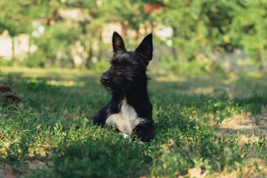Mutlu gülen köpek yaz güneşinde yeşil çimlerin üzerinde yatıyor. Yaz boyunca çayırda güzel küçük bir hayvan. Parkta evcil hayvan yürüyüşü 