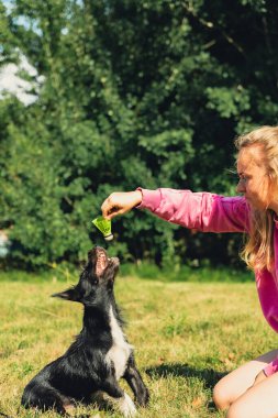 Güzel evcil hayvan sahibi yeşil çimlerde köpek Neon sarı badminton mekik horozuyla oynuyor. Alternatif fitness eğlence sporu. Tüylü arkadaşlar hayvan merkezli aşk
