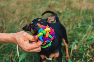 Ağzında top köpek oyuncağıyla dışarıda koşan mutlu köpek. Aktif evcil hayvan yazın dışarıda eğleniyor. Yeşil çayır yoldaşlığındaki yavru köpek. Hayvan sevgisi