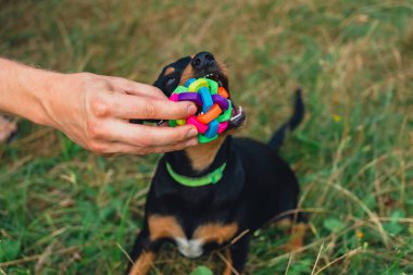 Deutscher Jagdterrier köpeği dışarıda topla oynuyor. Teriyer yaz boyunca çimlerin üzerinde renkli oyuncaklarla oynuyor. Evcil hayvan bakımı