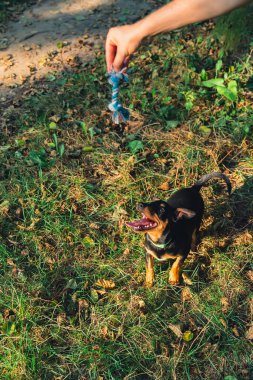 Deutscher Jagdterrier köpeği dışarıda ip oyuncağıyla oynuyor. Teriyer yaz boyunca çimlerin üzerinde renkli oyuncaklarla oynuyor. Evcil hayvan bakımı