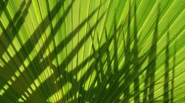 Palmiye yaprağını kapat. Sükunet, sakinlik, rahatlama ve refah. Soyut minimal tasarım arka plan dekor şablon modellemesi. Ekolojik tropikal egzotik bitki kavramı. Ilık güneş ışığı gölgeleri