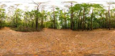 Sonbahar sezonu boyunca eşkenar dörtgen projeksiyonla tam 360 derecelik küresel HDRi manzaralı yeşil orman patikaları. AR VR sanal gerçeklik içeriği sahnesi doğal manzara panoramik