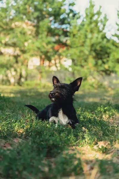 Güzel siyah köpek yaz mevsiminde açık yeşil çimlerde uzanıyor. Genç bir evcil hayvanın inanılmaz portresi. Kürklü arkadaş reklam için kopyalama alanı. Bakıcı hayvan bakımı