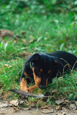 Ağzında tüyle dışarıda koşan mutlu köpek. Aktif evcil hayvan yazın dışarıda eğleniyor. Yeşil çayır yoldaşlığındaki yavru köpek. Hayvan sevgisi