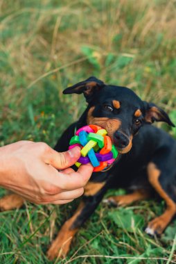 Avcı teriyeri, sahibine yazın açık havada oyun oynuyor. Oyuncu köpek yavrusu Jagdterrier parkta çiftleşme eğitimi alıyor. Sahibi tarafından oyuncaklarla oyuncaklarla eğitilmiş bir Cynolojist.. 