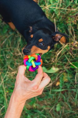 Ağzında top köpek oyuncağıyla dışarıda koşan mutlu köpek. Aktif evcil hayvan yazın dışarıda eğleniyor. Yeşil çayır yoldaşlığındaki yavru köpek. Hayvan sevgisi