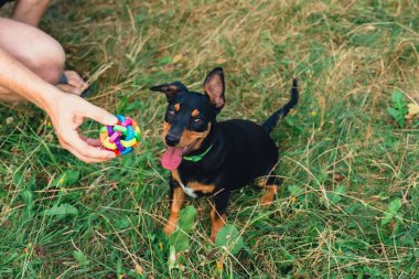 Deutscher Jagdterrier köpeği dışarıda topla oynuyor. Teriyer yaz boyunca çimlerin üzerinde renkli oyuncaklarla oynuyor. Evcil hayvan bakımı