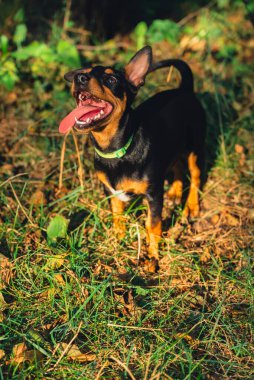 Deutscher Jagdterrier köpeği dışarıda topla oynuyor. Teriyer yaz boyunca çimlerin üzerinde renkli oyuncaklarla oynuyor. Evcil hayvan bakımı