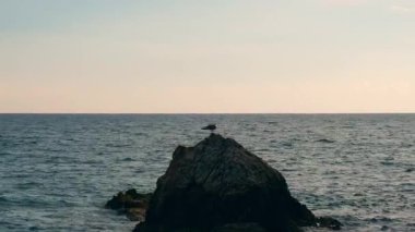 Martı gün batımında deniz dalgalarının etrafındaki kayalıklarda kalıyor. Hindideki martı balığı. Sakinlik ve yavaşlama konsepti. Meditasyon sahnesi. Yaz titreşimleri